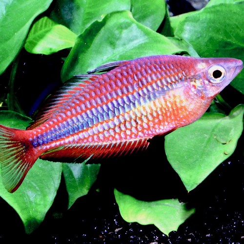 Melanotaenia trifasciata - Jewel Rainbow Fish M